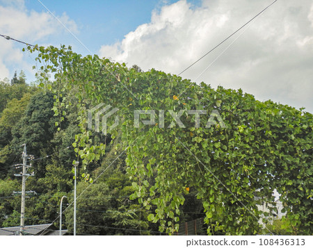 Kudzu creeping up the branch line of a telephone pole Kudzu creeping up the branch line of a telephone pole 108436313