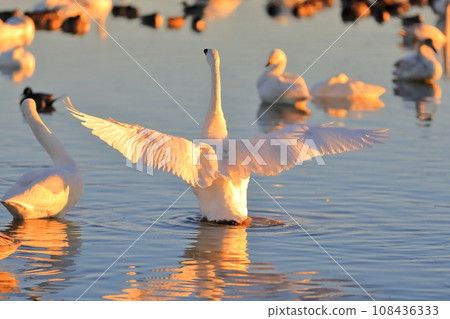Flapping swan image Flapping swan image 108436333