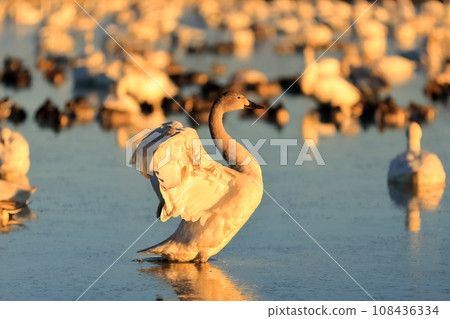 Flapping swan image Flapping swan image 108436334