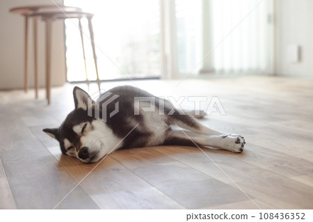 場景2 寵物黑柴犬舒服地打盹 108436352