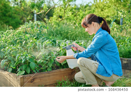Gardener woman with spray gun spraying sweet bell pepper plant in garden Gardener woman with spray gun spraying sweet bell pepper plant in garden 108436450