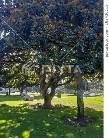 Autumn in the park. 108436519