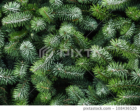Spruce branch background. Beautiful branch of green spruce with needles. Christmas tree in nature. seamless pattern 108436520