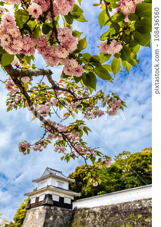 Omura Zakura in Omura Park [Omura City, Nagasaki Prefecture] 108436560