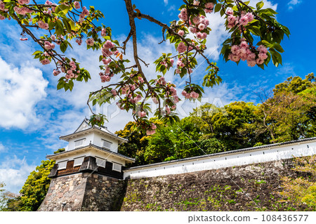 大村公園內的大村櫻【長崎縣大村市】 108436577