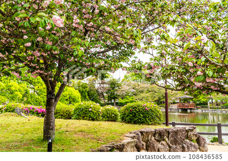 大村公園內的大村櫻【長崎縣大村市】 108436585