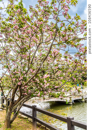 Omura Zakura in Omura Park [Omura City, Nagasaki Prefecture] 108436590