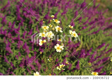 黃白色冬季波斯菊花和秋季公園盛開的紫色鼠尾草花 108436722