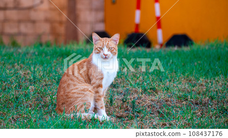 Red cat with serious face looking straight into the frame and sitting on the lawn. Greek street cat. Red cat with serious face looking straight into the frame and sitting on the lawn. Greek street cat. 108437176