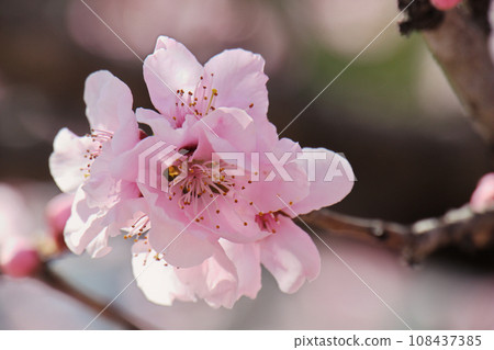 Peach blossoms to announce the arrival of spring 108437385