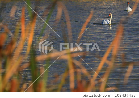 Observe swans swimming in the large pond through the grass Observe swans swimming in the large pond through the grass 108437453