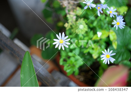 盆栽藍色雛菊 盆栽藍色雛菊 108438347