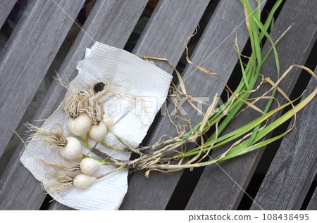 自家種植的大蒜 108438495