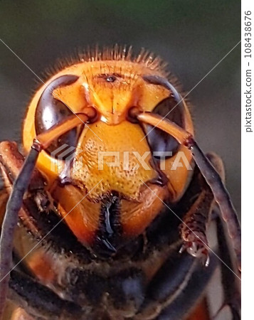 大虎頭蜂 108438676