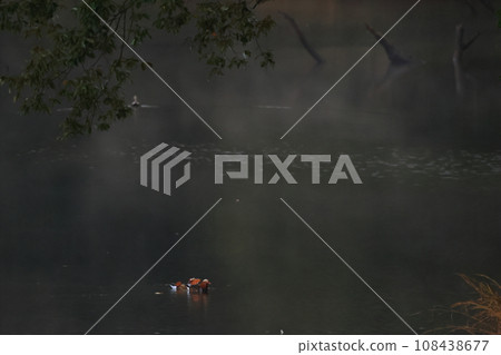 雨後,鴛鴦在霧濛濛的池塘裡游泳 雨後,鴛鴦在霧濛濛的池塘裡游泳 108438677