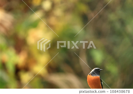 紅尾鴝，秋冬常見的鳥類 108438678