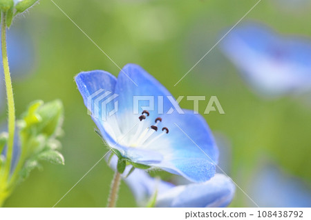藍色粉蝶 藍色粉蝶 108438792