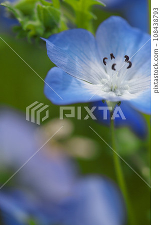 藍色粉蝶 藍色粉蝶 108438793