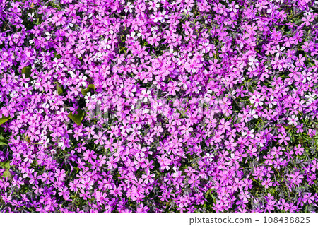 Phlox subulata (creeping phlox) flowers growing in Far East of Russia Phlox subulata (creeping phlox) flowers growing in Far East of Russia 108438825