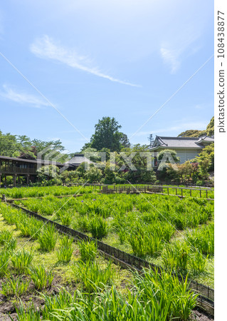 Iris garden at Hondoji Temple, famous for its hydrangeas, Matsudo City, Chiba Prefecture Iris garden at Hondoji Temple, famous for its hydrangeas, Matsudo City, Chiba Prefecture 108438877