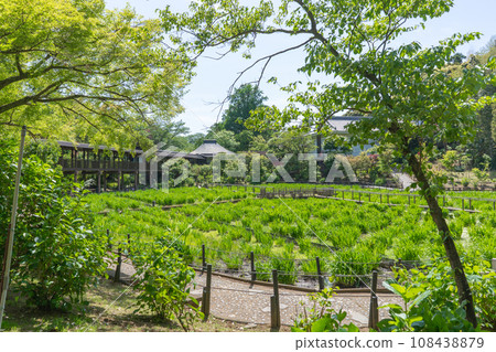 Iris garden at Hondoji Temple, famous for its hydrangeas, Matsudo City, Chiba Prefecture 108438879