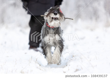 A medium sized pepper and salt schnauzer runs from its owner through the winter forest with a stick in its teeth A medium sized pepper and salt schnauzer runs from its owner through the winter forest with a stick in its teeth 108439137