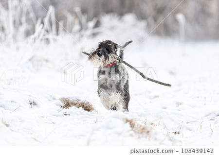 A medium sized schnauzer with pepper and salt runs through the winter forest with a stick in his teeth A medium sized schnauzer with pepper and salt runs through the winter forest with a stick in his teeth 108439142