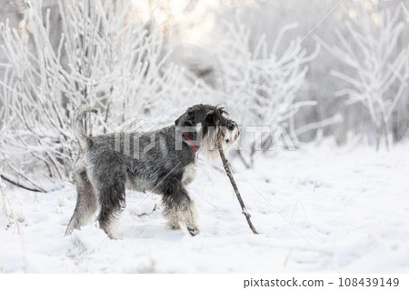 Portrait of a medium sized schnauzer with pepper and salt walking in the winter forest and chewing on a stick 108439149