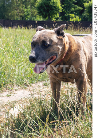 Staffordshire Terrier dog walking in the woods 108439347
