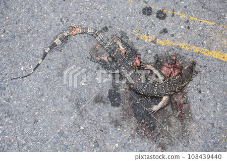 Dead Asian water monitor lizard crash and crush by car on street Dead Asian water monitor lizard crash and crush by car on street 108439440