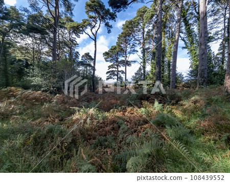 Scots Pine trees in County Donegal - Ireland 108439552