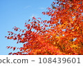 Kusuikei in Kokonoe, Japanese maple trees with beautiful autumn leaves 108439601