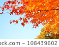 Kusuikei in Kokonoe, Japanese maples with beautiful autumn leaves against a blue sky 108439602