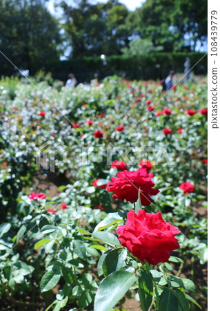 A red rose A red rose 108439779