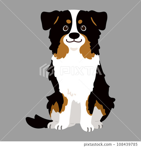 Hand-drawn illustration of a sitting black Australian Shepherd without main lines 108439785