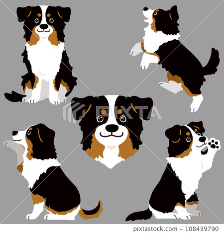 Black Australian Shepherd hand-drawn illustration set without main lines Black Australian Shepherd hand-drawn illustration set without main lines 108439790
