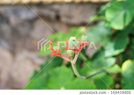 Jatropha podagrica (Also called Jarak bali, jarak batang gajah, Gout Plant, Gout Stalk) flower 108439808