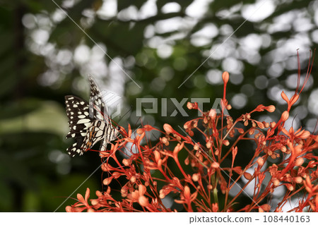 The beautiful butterfly on flower is show beauty wing in nature garden 108440163