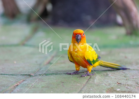 The mini parrot bird on floor The mini parrot bird on floor 108440174