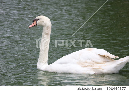 Close up White goose in river 108440177