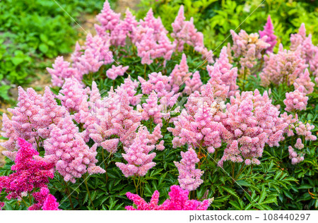 Lilac Astilbe flowers (false goat's beard). Queen ALexandra variety, hybrid. Russian Far East. 108440297