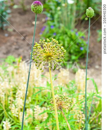 Allium cristophii or decorative onion plant. 108440300