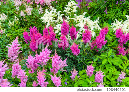 Astilbe variety Montgomery, Kvele, Mont Blanc Astilbe variety Montgomery, Kvele, Mont Blanc 108440301