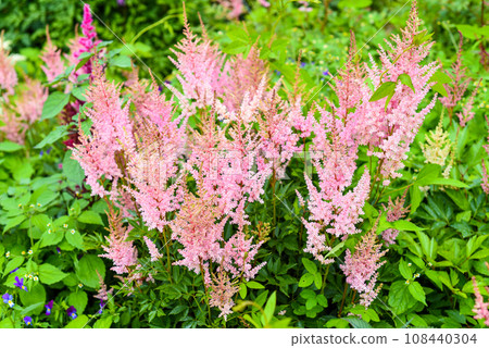 Lilac Astilbe flowers (false goat's beard). Queen ALexandra variety, hybrid. Russian Far East. 108440304