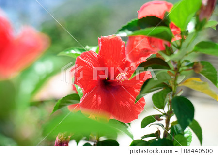 Hibiscus rosa-sinensis, known colloquially as Chinese hibiscus, China rose Hibiscus rosa-sinensis, known colloquially as Chinese hibiscus, China rose 108440500