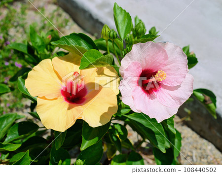 Hibiscus rosa-sinensis, known colloquially as Chinese hibiscus, China rose Hibiscus rosa-sinensis, known colloquially as Chinese hibiscus, China rose 108440502