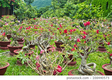 Many flowers of Adenium obesum close up Many flowers of Adenium obesum close up 108440573