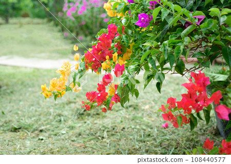 Growing multicolorful Bougainvillea flowers in Nha Trang Vietnam Growing multicolorful Bougainvillea flowers in Nha Trang Vietnam 108440577
