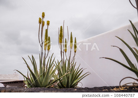 Flowering aloe vera plant used for medicine cosmetics skin care Canary Islands, Spain. Healthy cosmetic plant concept. Flowering aloe vera plant used for medicine cosmetics skin care Canary Islands, Spain. Healthy cosmetic plant concept. 108440787