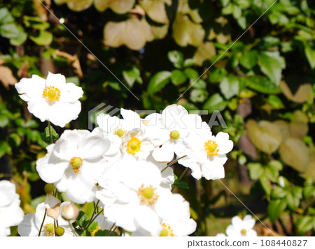 White anemone flowers White anemone flowers 108440827
